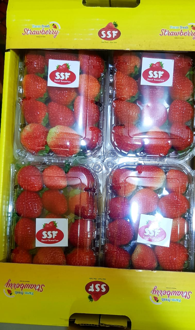 sweet sensation strawberry fruits are conical in shape and very sweet and juicy flavor